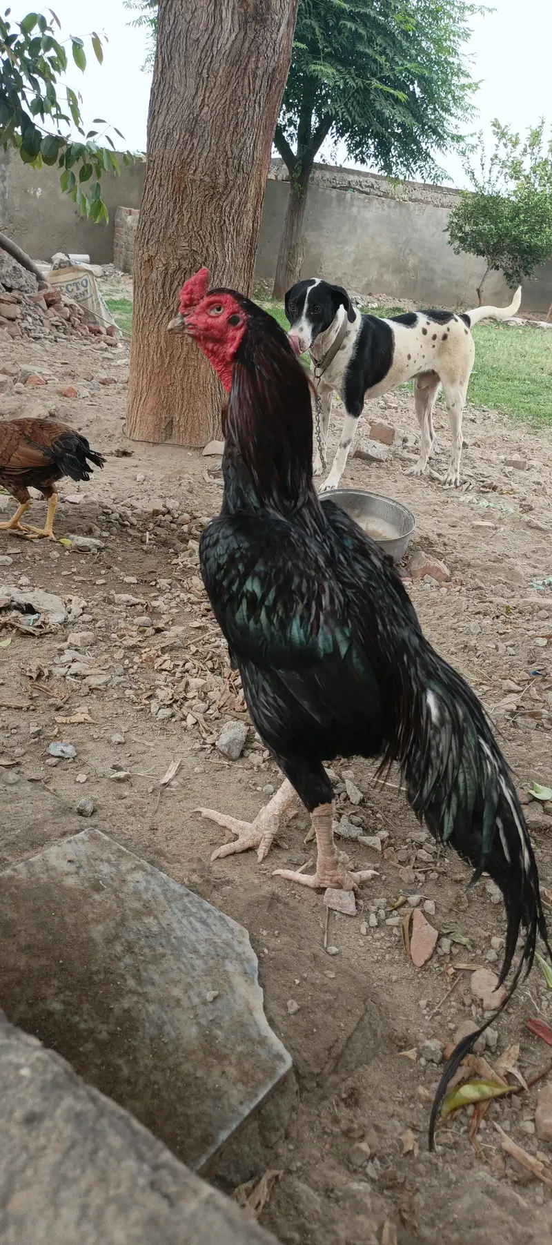 Miawali old blood line muhska morga — photo 3