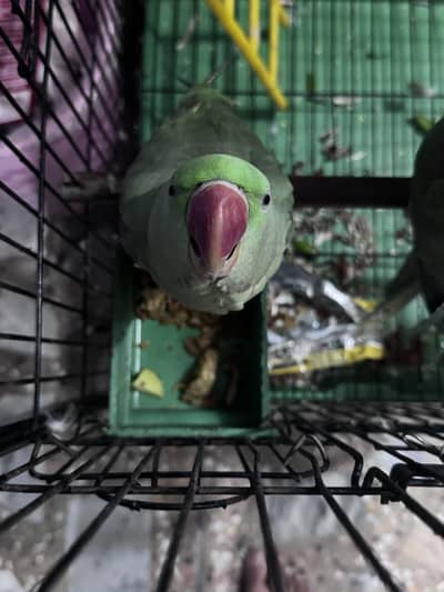 Raw pair fully hand tame with cage