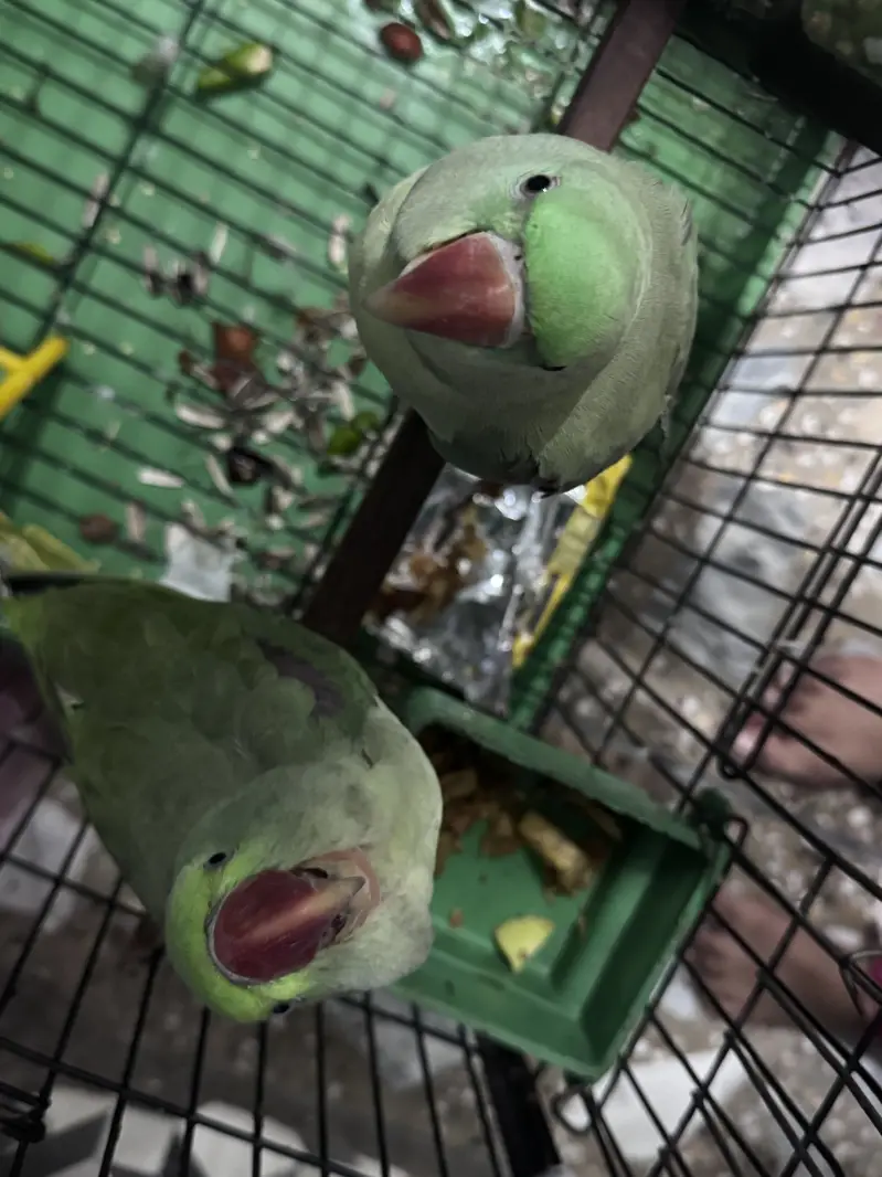 Raw pair fully hand tame with cage — photo 2
