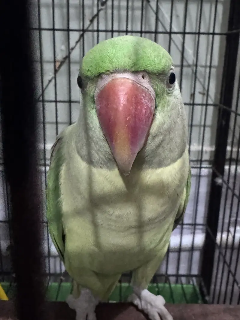 Raw pair fully hand tame with cage — photo 3
