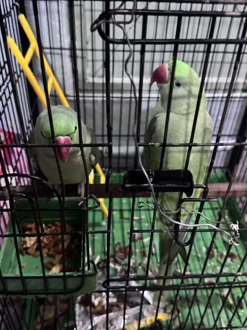 Raw pair fully hand tame with cage — photo 4