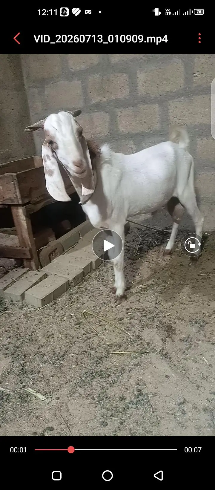 Bakra aondu ha