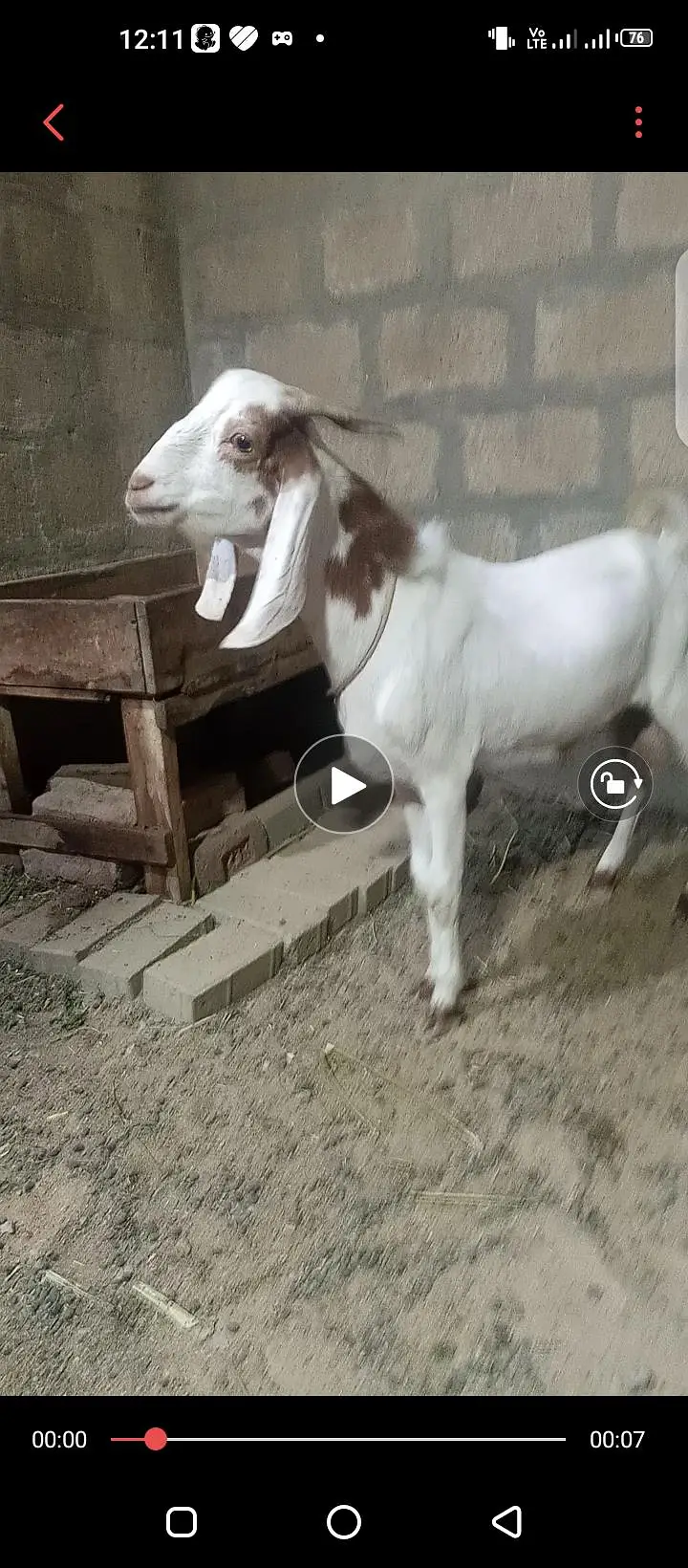 Bakra aondu ha — photo 2