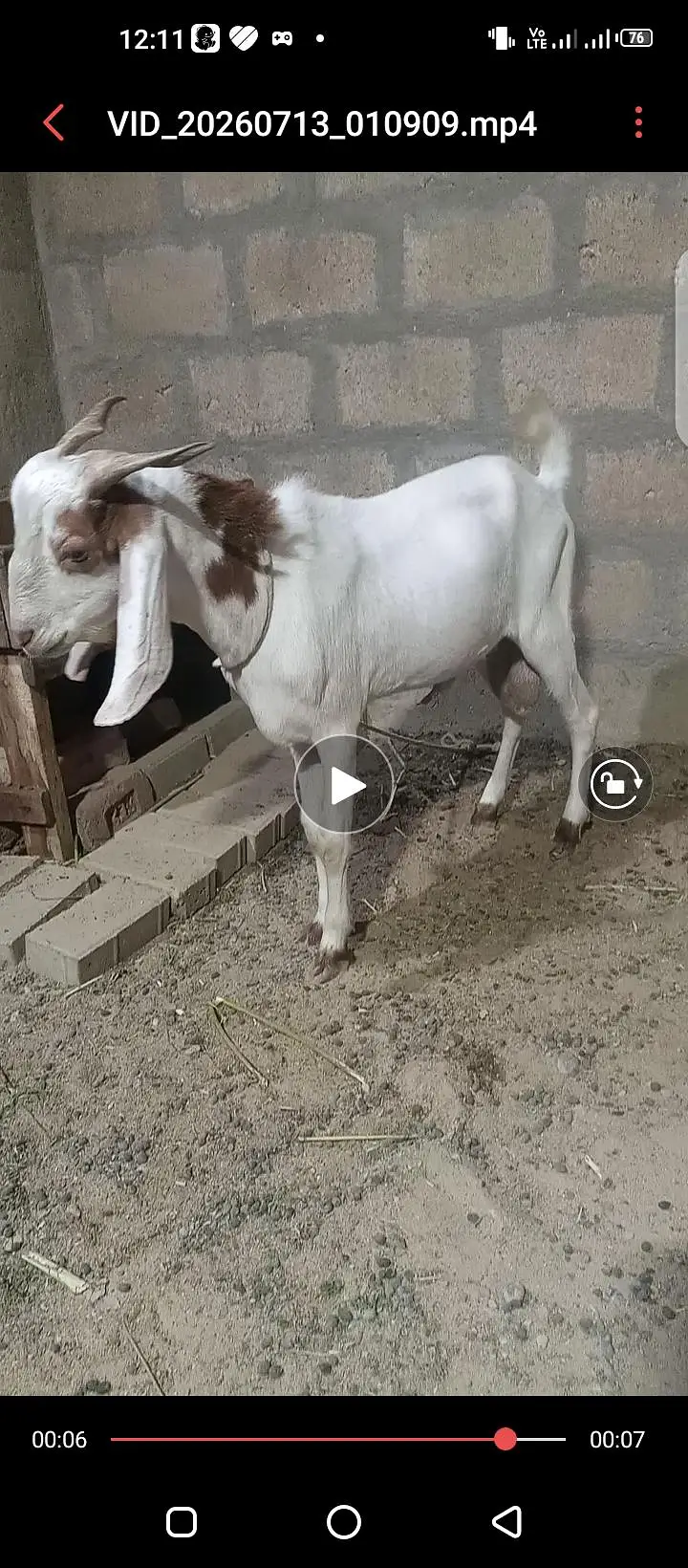 Bakra aondu ha — photo 3