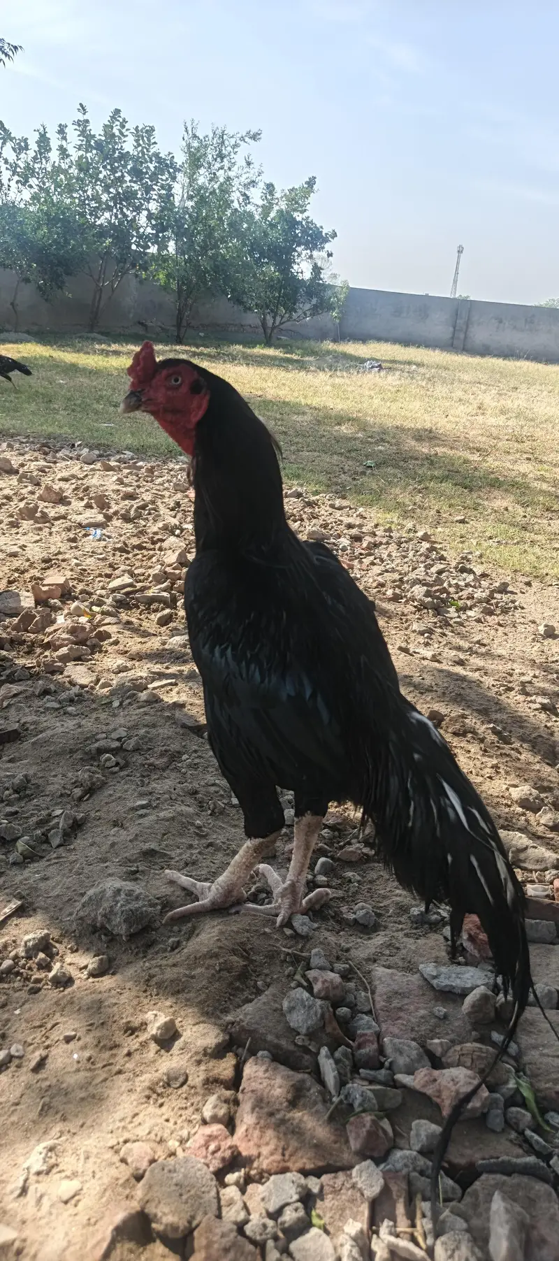 Miawali old blood line muhska morga — photo 4