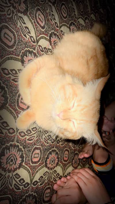Brown Persian Cat