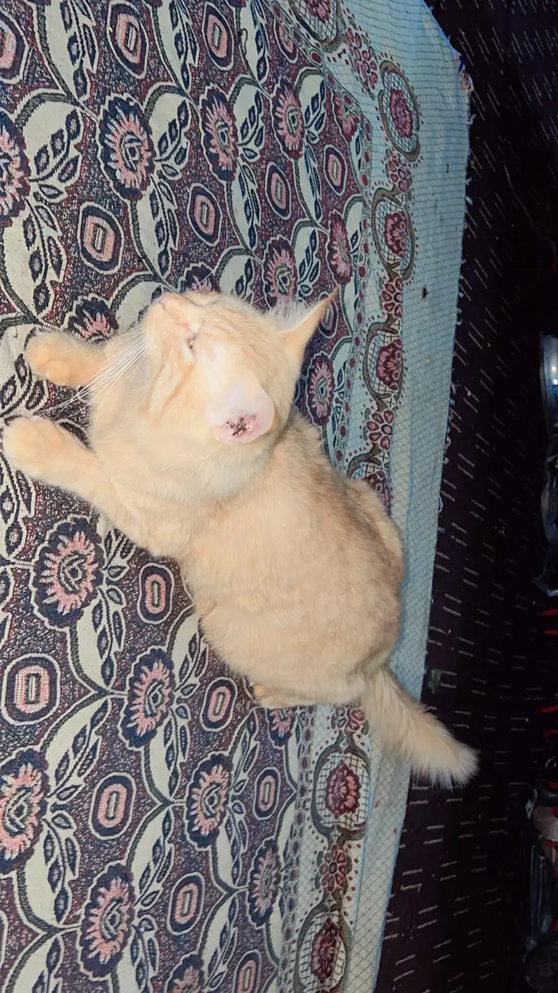 Brown Persian Cat — photo 2