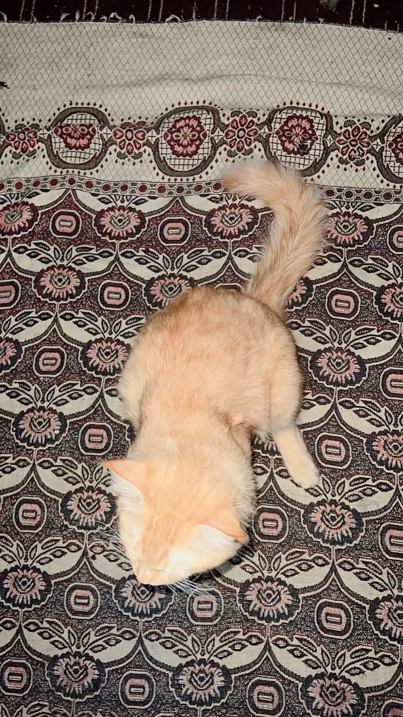 Brown Persian Cat — photo 3