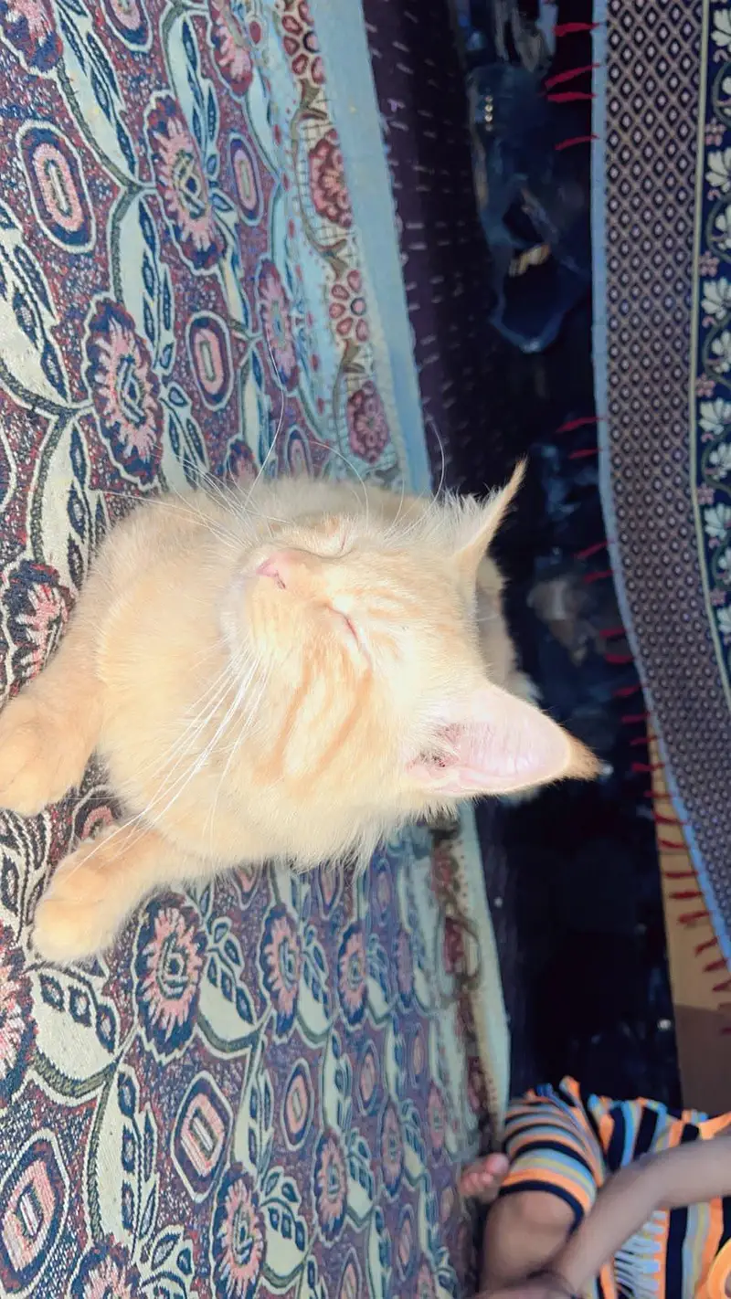 Brown Persian Cat — photo 4