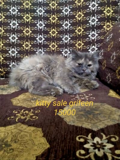 griphen syami caten only one