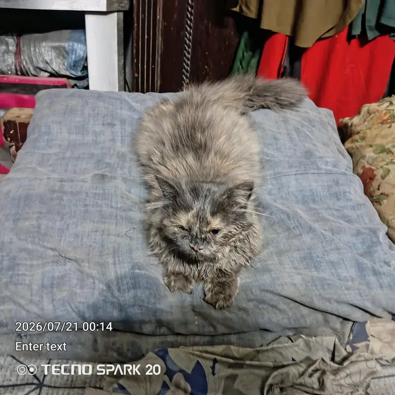 griphen syami caten only one — photo 2