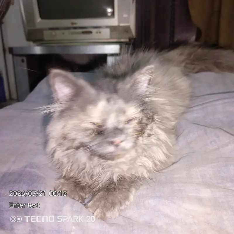 griphen syami caten only one — photo 3