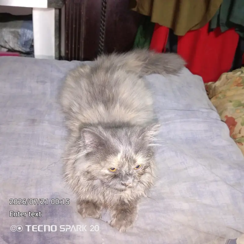 griphen syami caten only one — photo 4