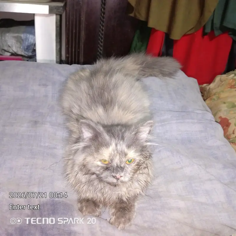 griphen syami caten only one — photo 5