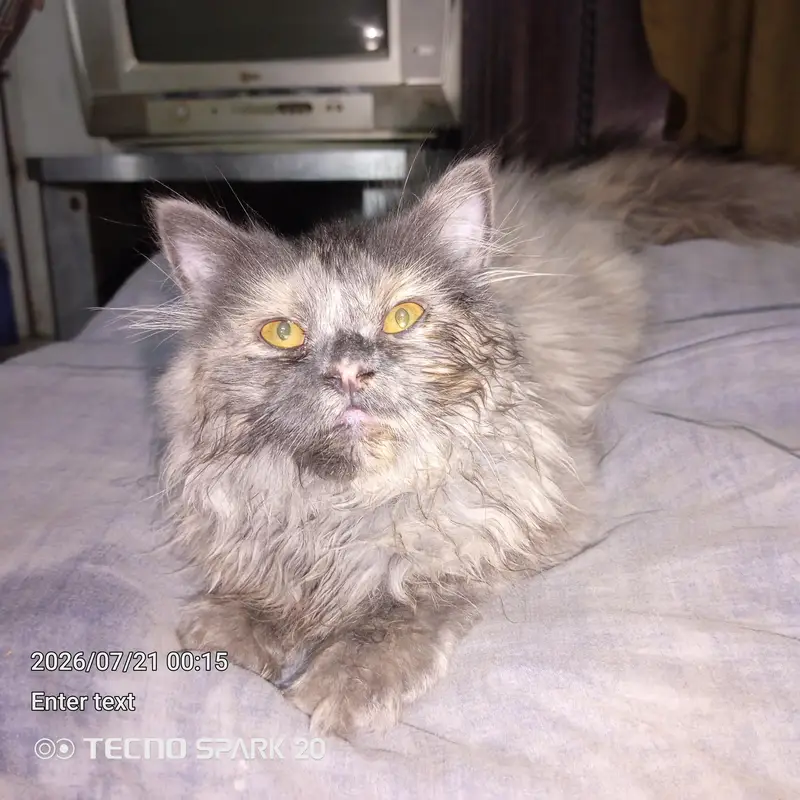 griphen syami caten only one — photo 6