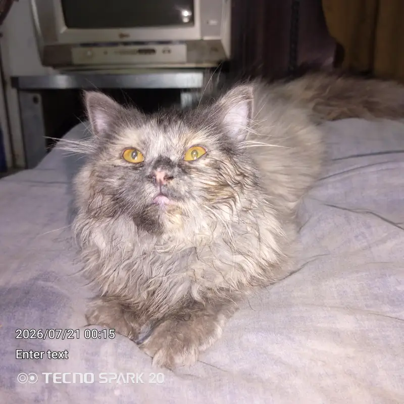 griphen syami caten only one — photo 7