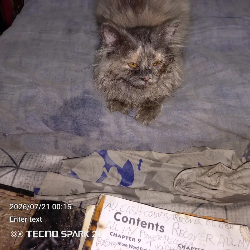 griphen syami caten only one — photo 8
