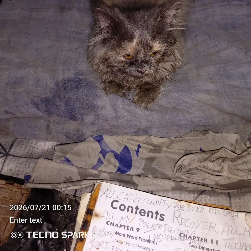 griphen syami caten only one — photo 10