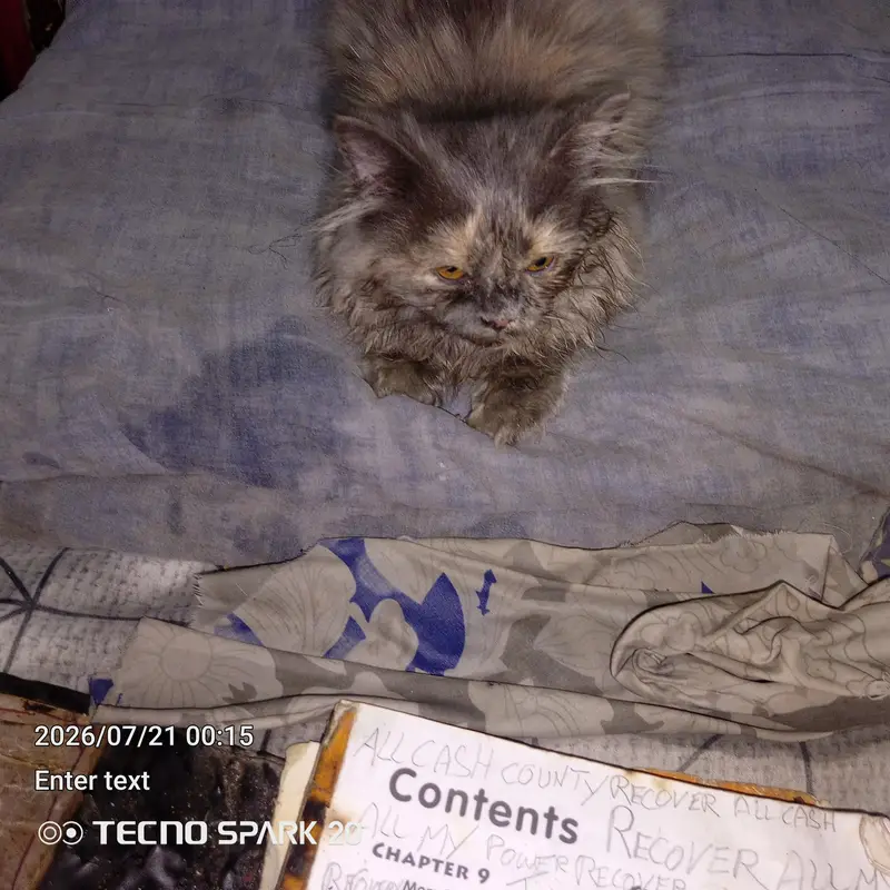 griphen syami caten only one — photo 11