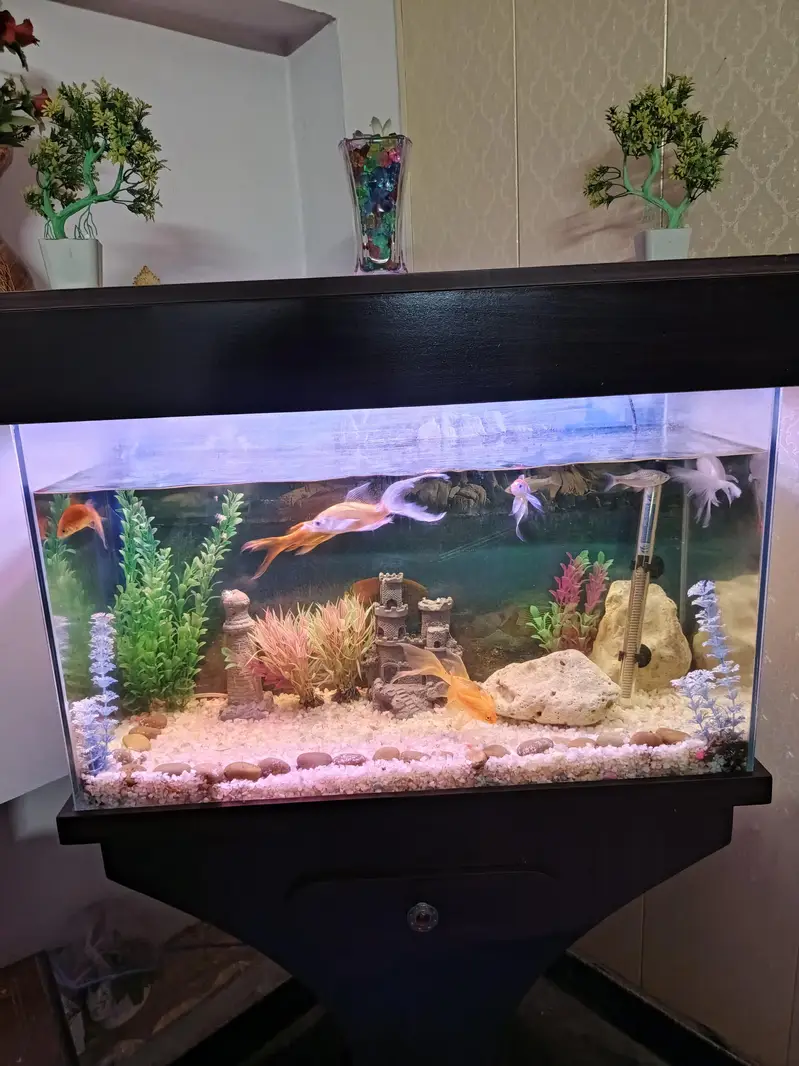 2.5 fts fish Aquarium complete set with fish — photo 2