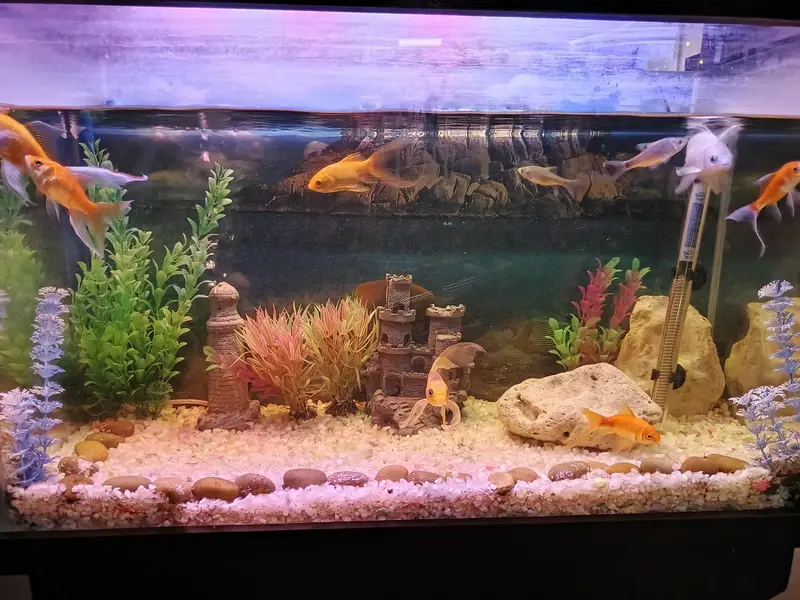 2.5 fts fish Aquarium complete set with fish — photo 3