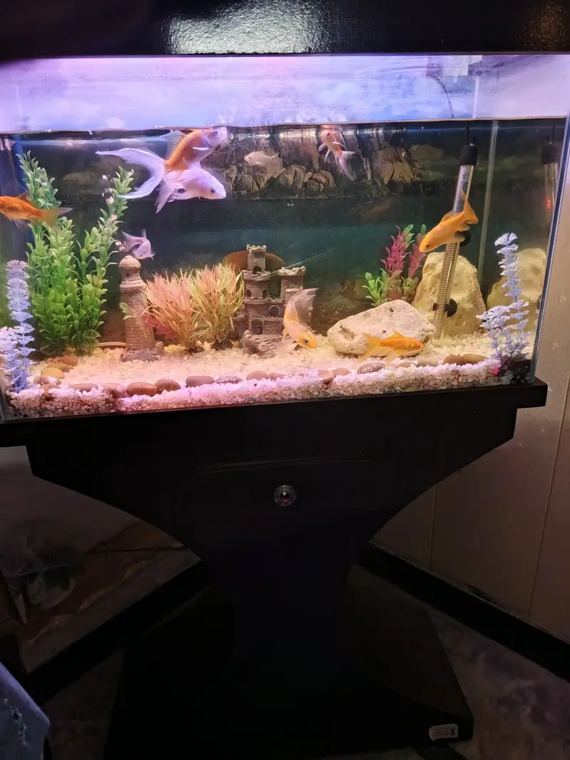2.5 fts fish Aquarium complete set with fish — photo 4