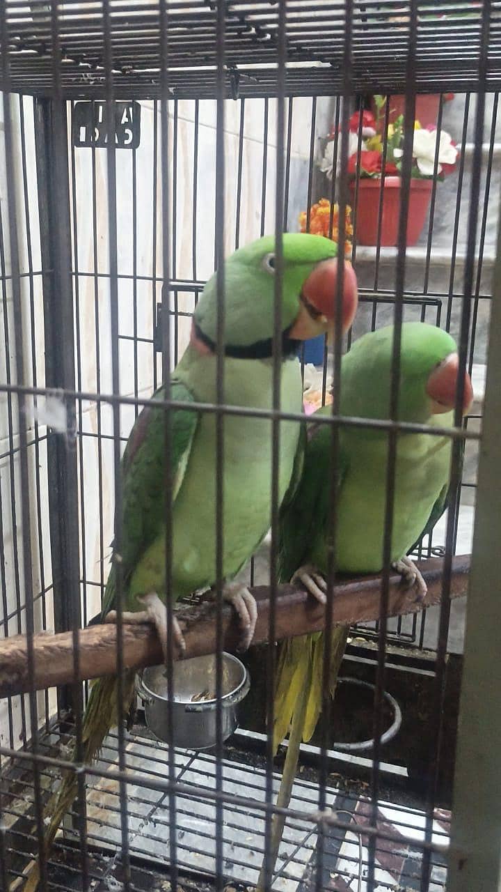 Rawparrot 0