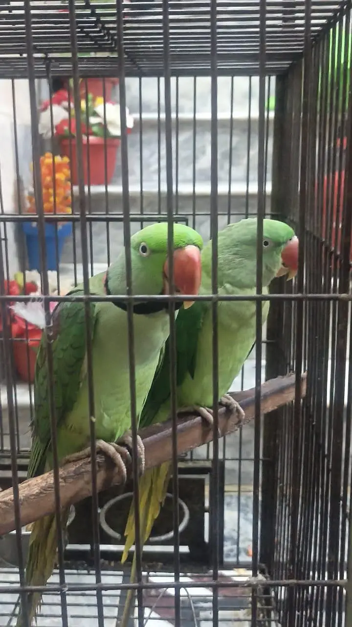 Rawparrot — photo 2