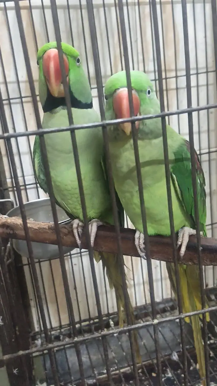 Rawparrot — photo 3