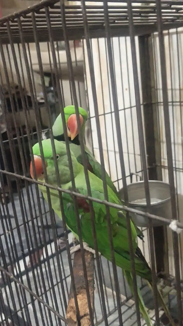 Rawparrot — photo 4