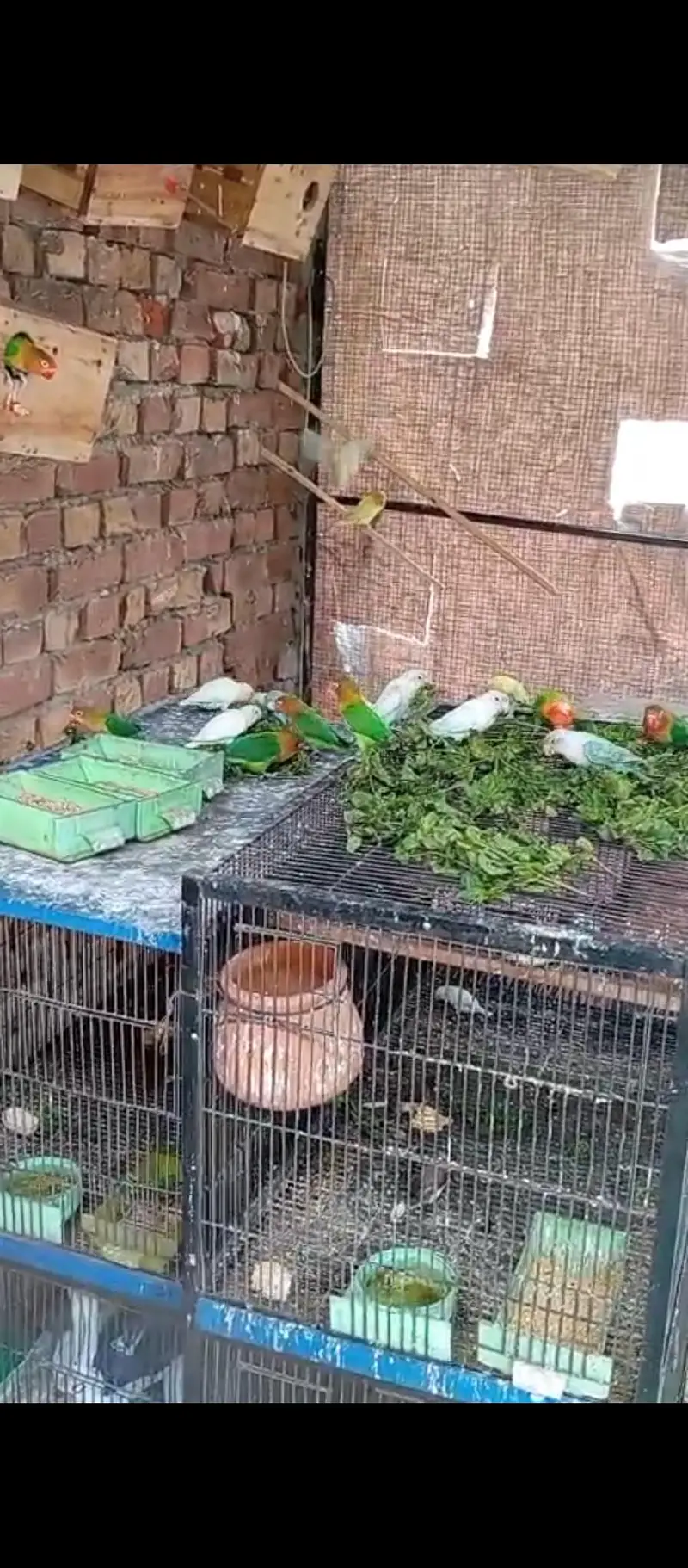 Four Portion cage For Sale — photo 2