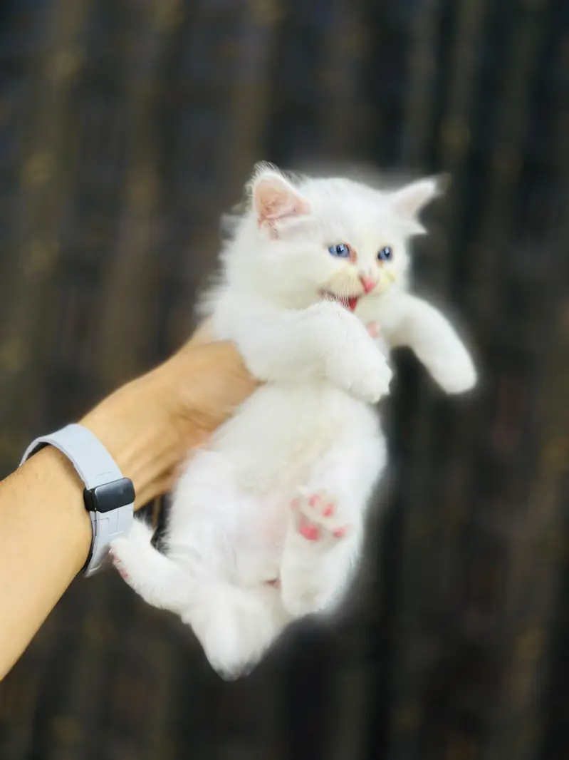 kittens for sale — photo 2
