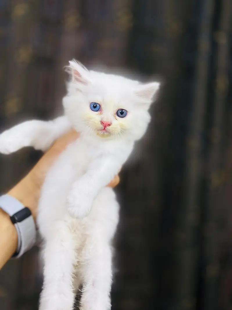 kittens for sale — photo 3