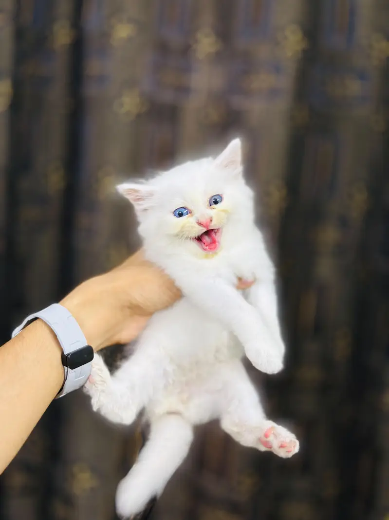 kittens for sale — photo 5
