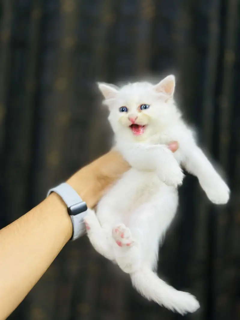 kittens for sale — photo 6