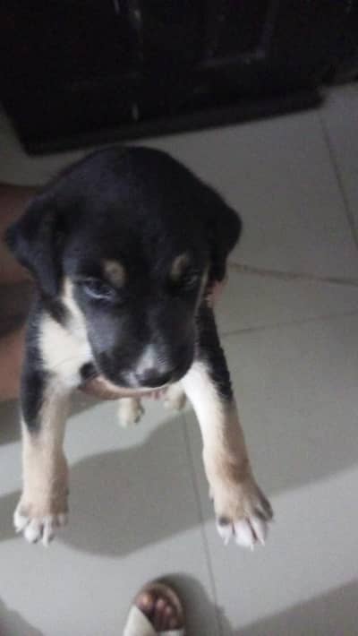 sweet dog for ever