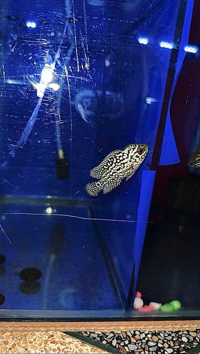 Flowerhorn (AAA GRADE KML GB)