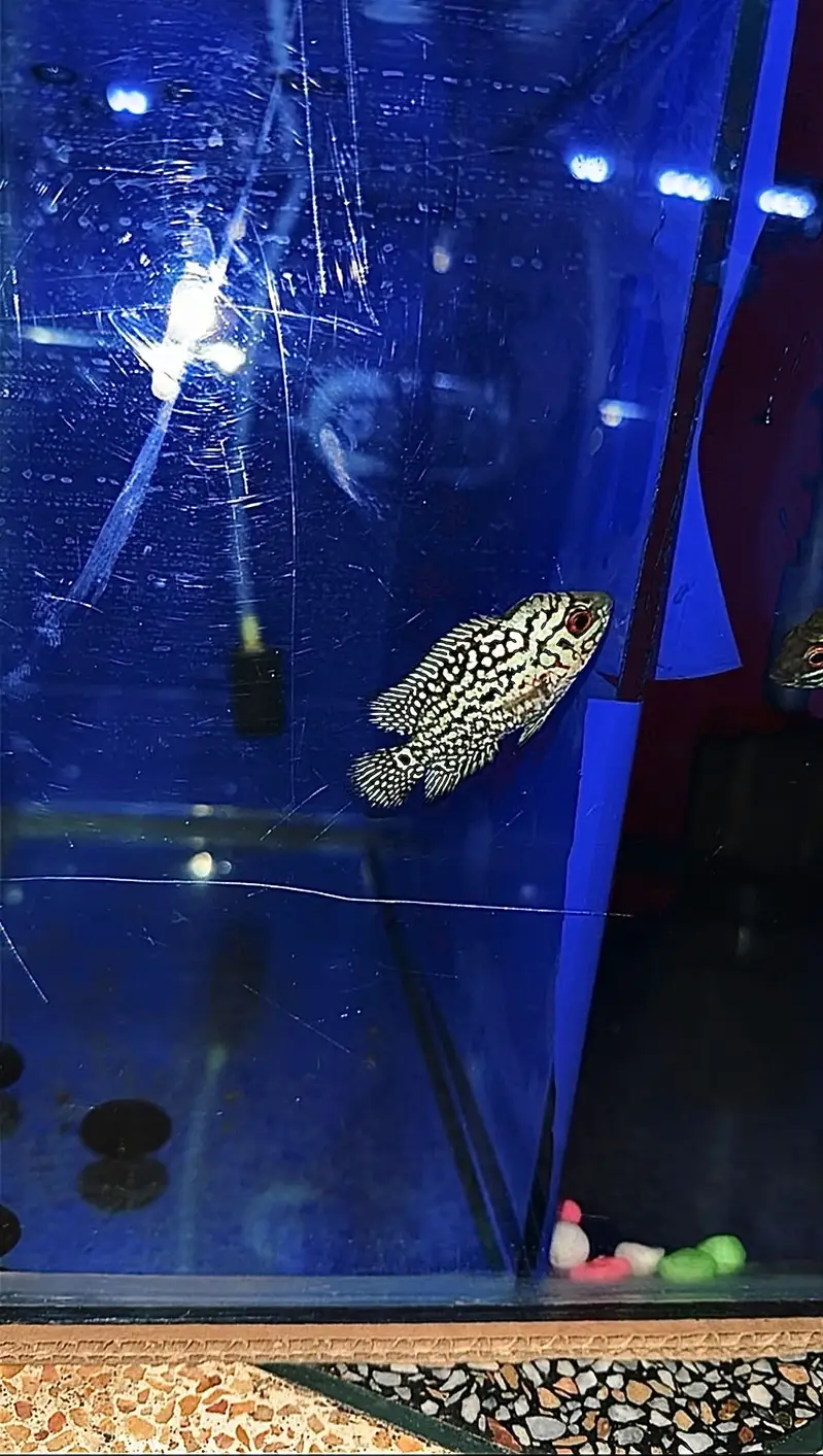 Flowerhorn (AAA GRADE KML GB)