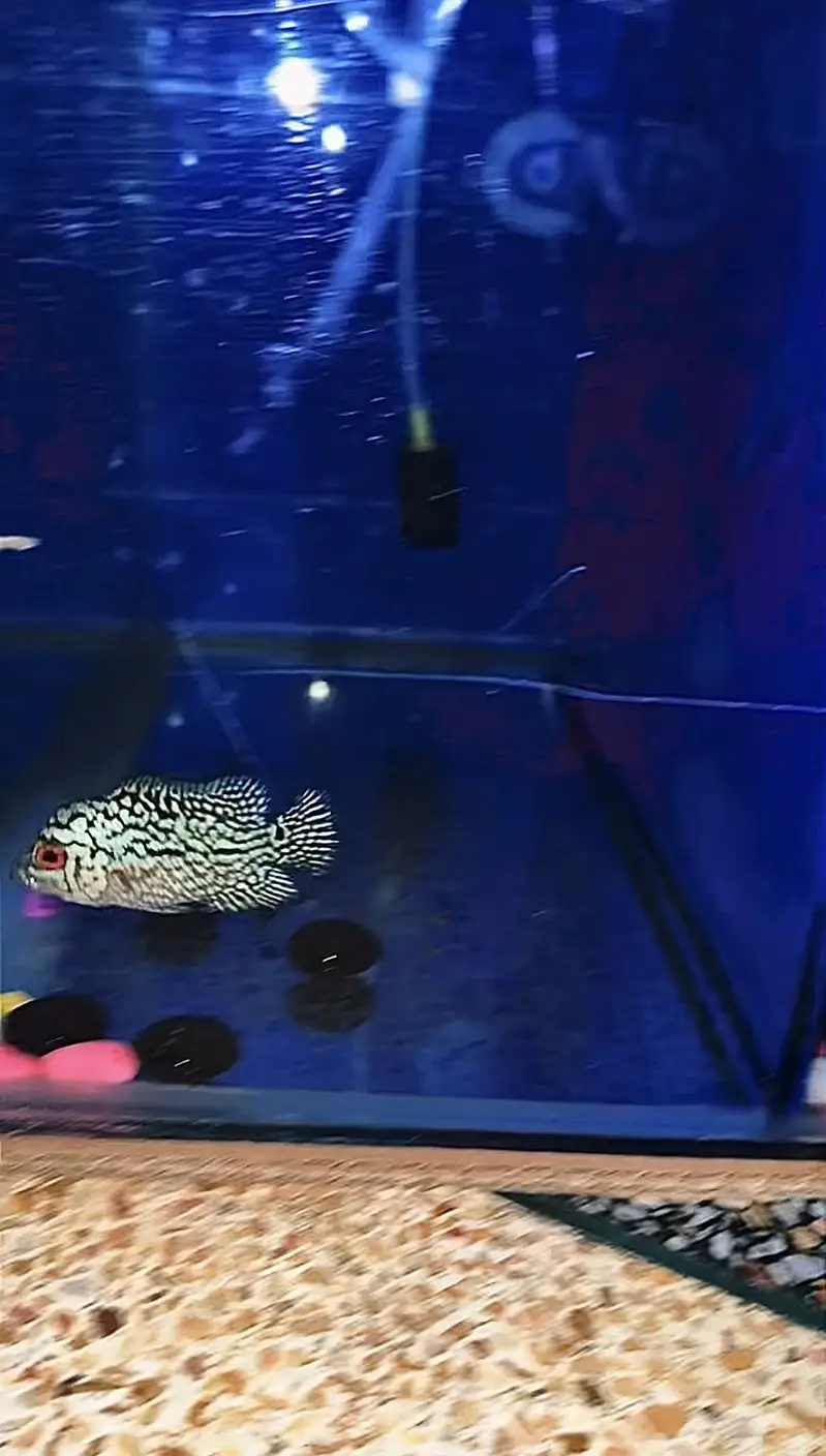 Flowerhorn (AAA GRADE KML GB) — photo 2