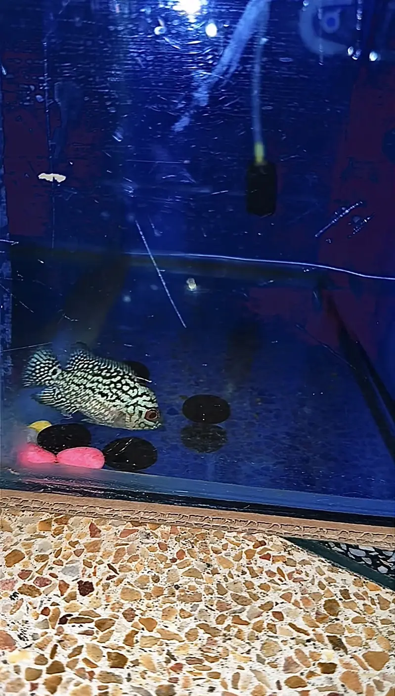 Flowerhorn (AAA GRADE KML GB) — photo 3