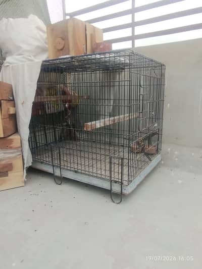 2x2x3 Kashmiri raw cage