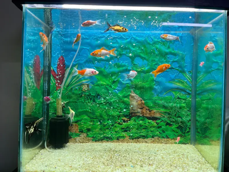 fish and aquarium available