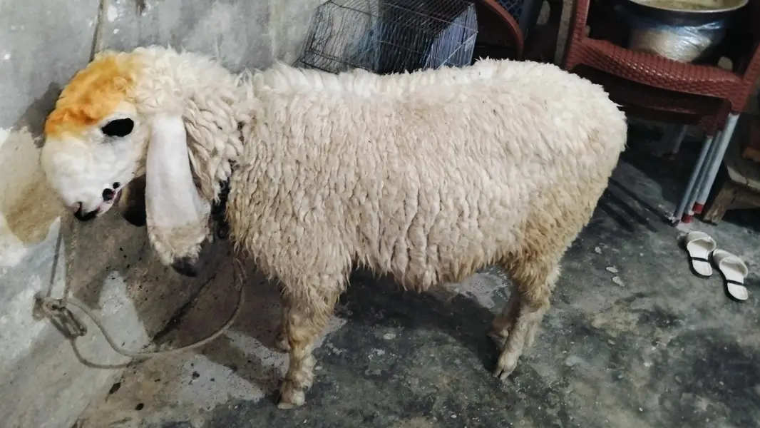 Kajla female sheep — photo 4