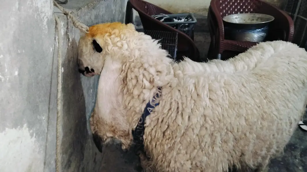 Kajla female sheep — photo 5