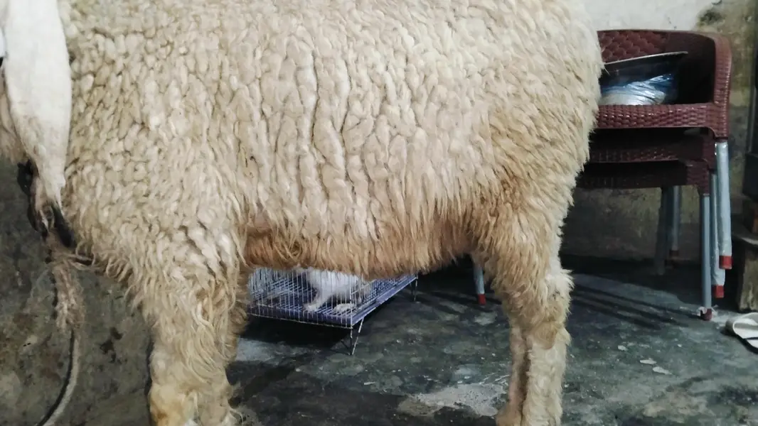 Kajla female sheep — photo 6