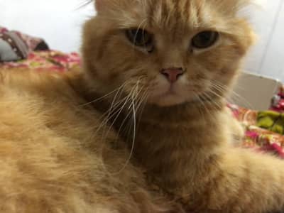 Double coat persian ginger cat