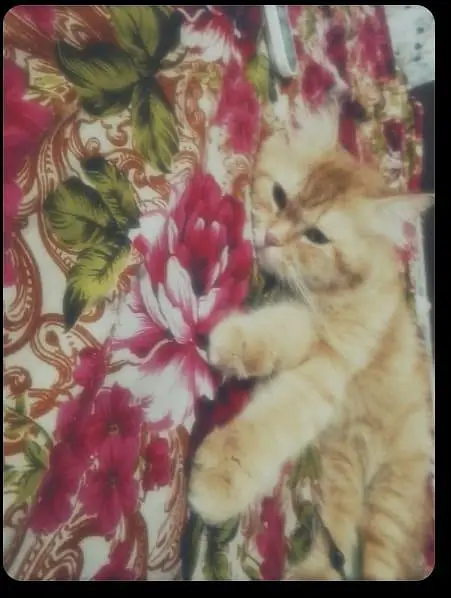 Double coat persian ginger cat — photo 2