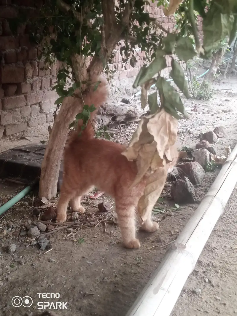 Double coat persian ginger cat — photo 3