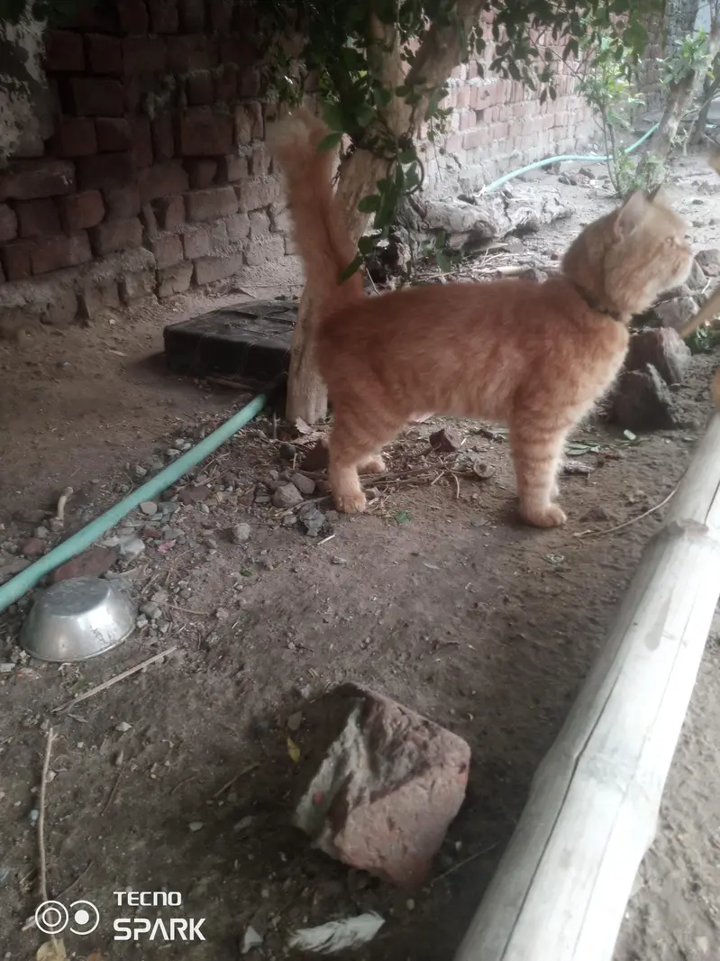 Double coat persian ginger cat — photo 4