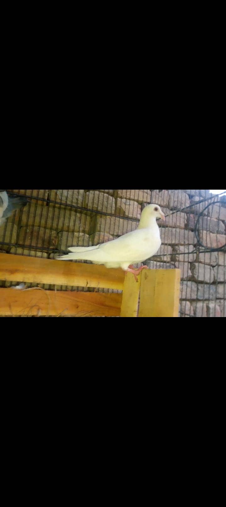 pigeon 0